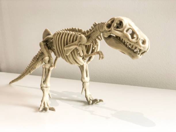 istock Tyrannosaurus Rex Skeleton 1326882905