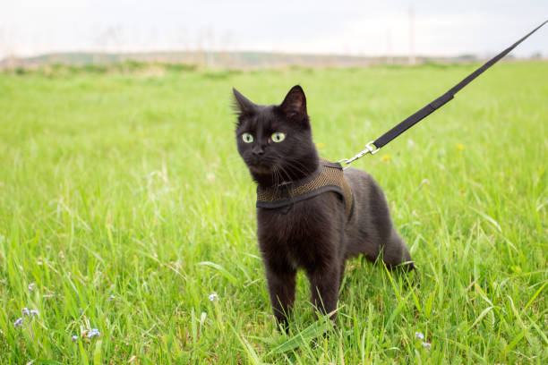 istock The black cat is walking on the grass on a leash 1326883085