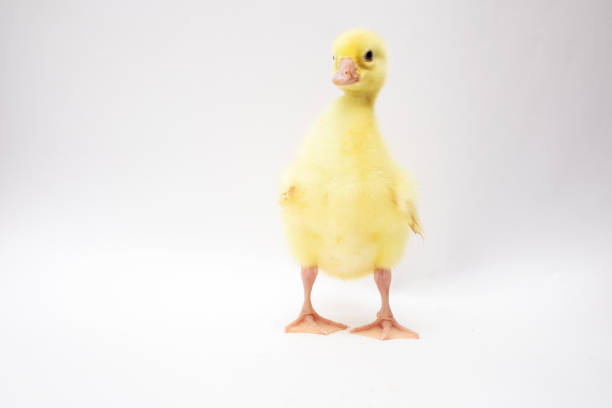 Cute young ducklings on white.