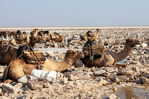 Camels waiting to be loaded with salt blocks in the Lake Karum, Ethiopia