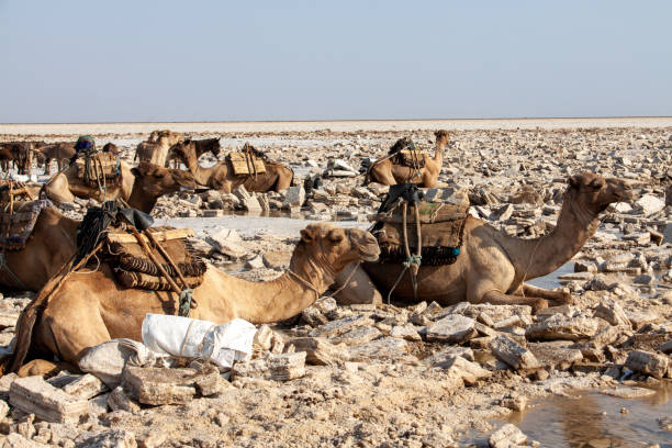 Camel Caravan in Danakil salt plains Camels waiting to be loaded with salt blocks in the Lake Karum, Ethiopia danakil desert photos stock pictures, royalty-free photos & images