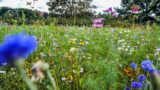 istock Field of multicored wild flowers 1326885882