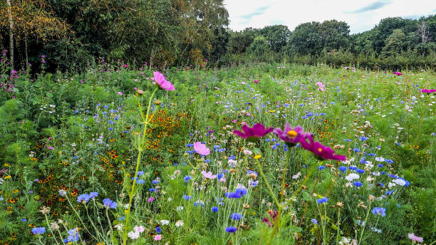 istock Field of multicored wild flowers 1326885904
