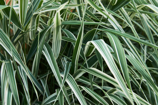 istock Green leaves texture background, close-up 1326887318