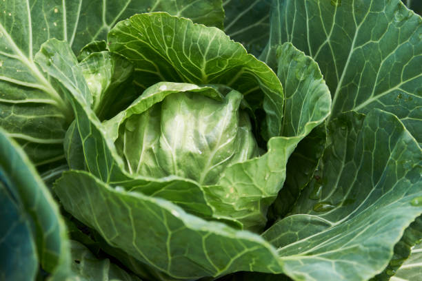 istock Green cabbage leaves background, close-up 1326887490