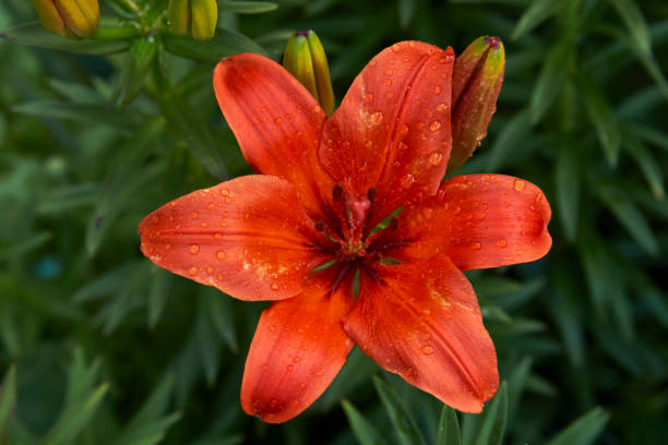 istock Orange Lily flowers background, close-up 1326887495