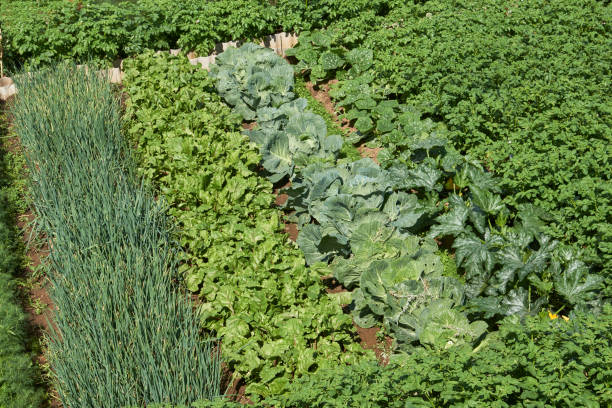 istock Agriculture field with growing vegetables 1326887507