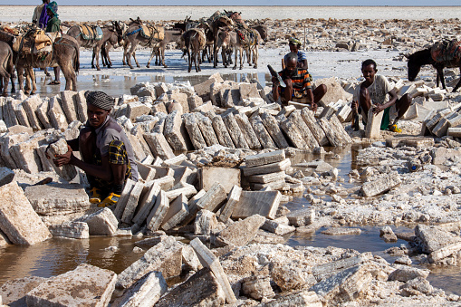 Lake Karum, Afar region, Ethiopia - Jan 15, 2014: The salt miners in the foreground cut the salt blocks and shapes, and the donkeys in the back carry them for days.