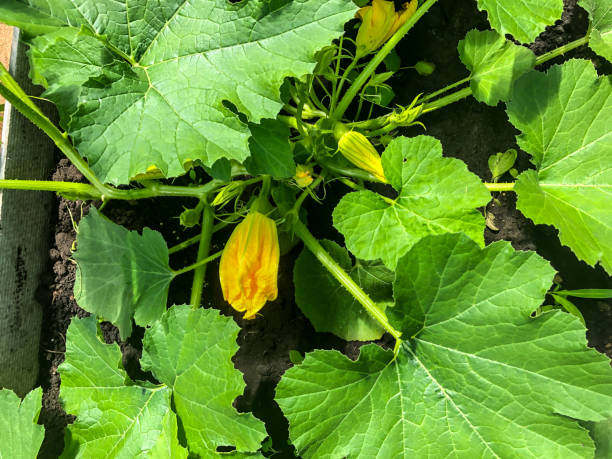 istock bush zucchini, blooms in spring yellow flower 1326887812