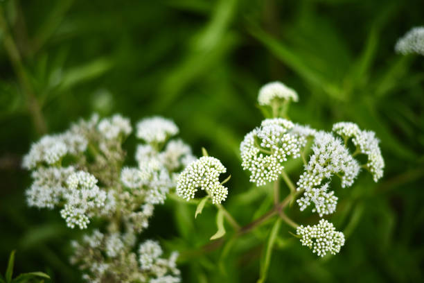 istock White Ajwain Flowers 1326889276