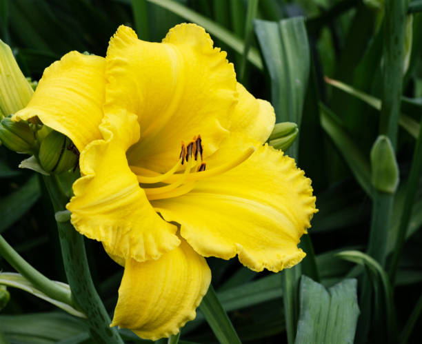 istock Yellow beautiful flower daylily 1326890133