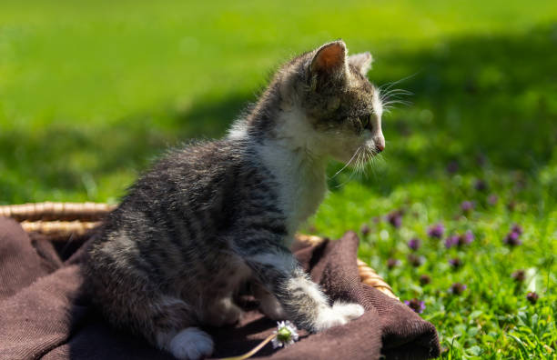 retrato pequeno gatinho bonito, gato sentado em cesto de vime e têxtil marrom com grama - 3693 - fotografias e filmes do acervo