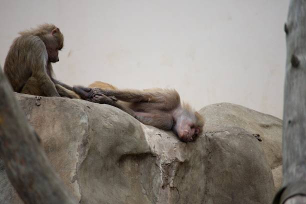 A colorful Japanese Macaque sitting on a rock.