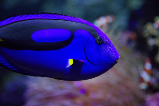 istock fish in the aquarium 1326894022