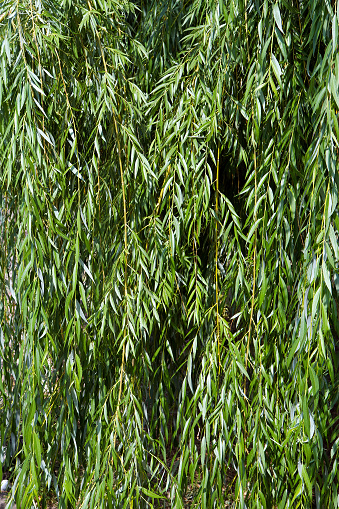 The background texture of the weeping willow. Natural texture from branches and tree leaves in the forest.