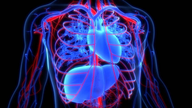 istock Human Circulatory System Heart Anatomy 1326897303