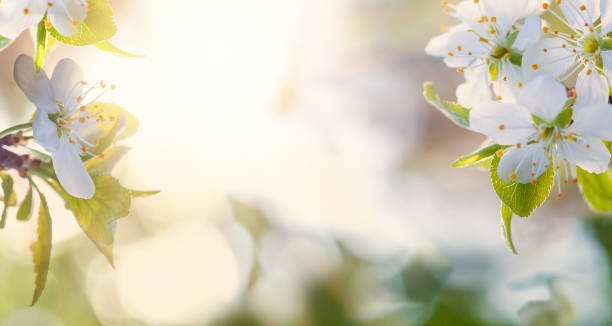 istock White blossoms over blurred nature background. Floral banner background 1326897516