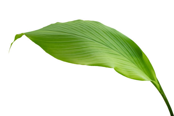 istock Calathea foliage, Exotic tropical leaf, isolated on white background with clipping path 1326897793