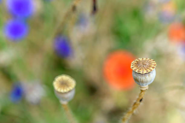poppy flower