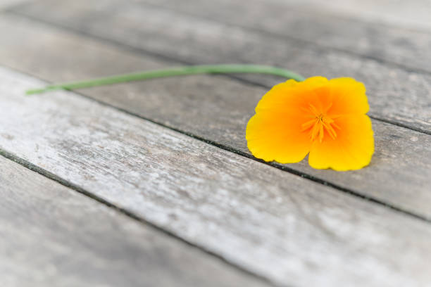 istock Yellow flower on a wooden garden table. 1326898728