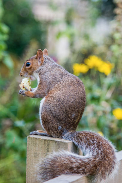 istock the squirrel who stole the apple 1326898874