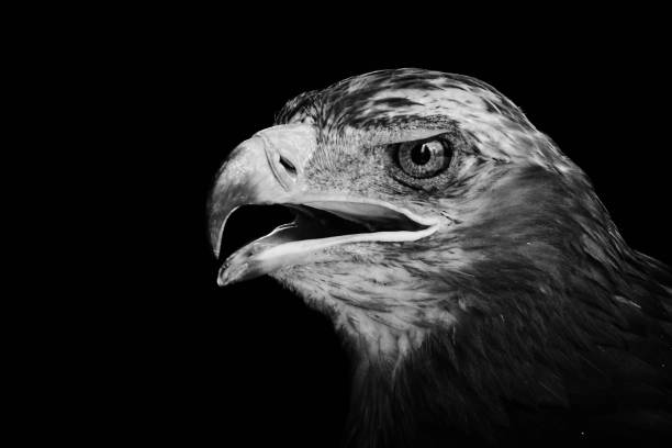 istock Head of a Steppe eagle (Aquila nipalensis) isolated on black 1326899718
