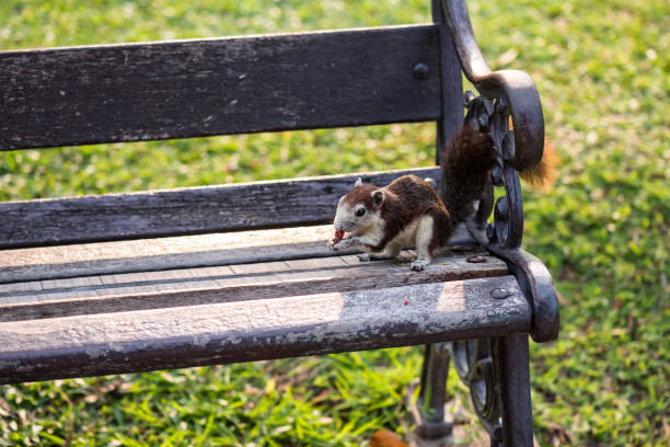 Cute squirrel on chair holds a nut in its paws and eats it. A small furry funny animal lives in a city Park. Feeding urban rodents at sunrise.