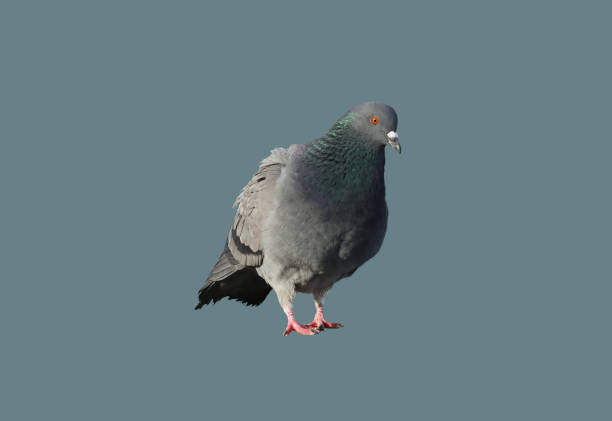 istock Bird city pigeon. 1326901687
