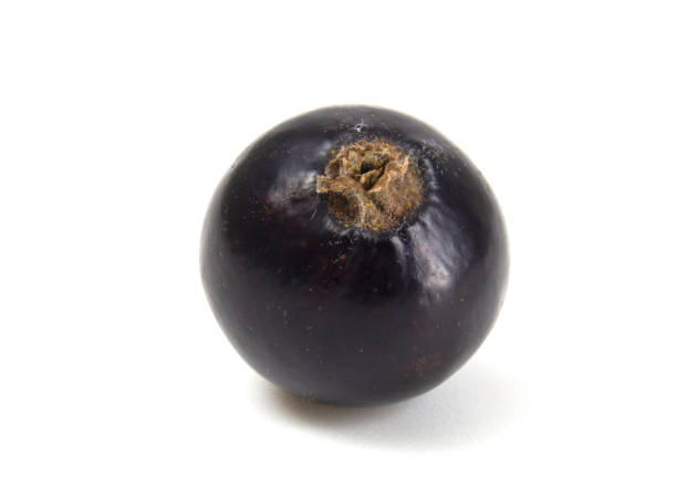 istock Black currant close up isolated on white background. 1326901736