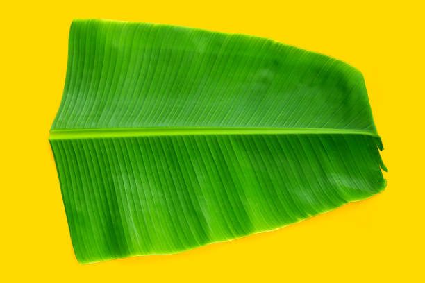 tropikalny liść bananowca na żółtym tle. - banana leaf zdjęcia i obrazy z banku zdjęć