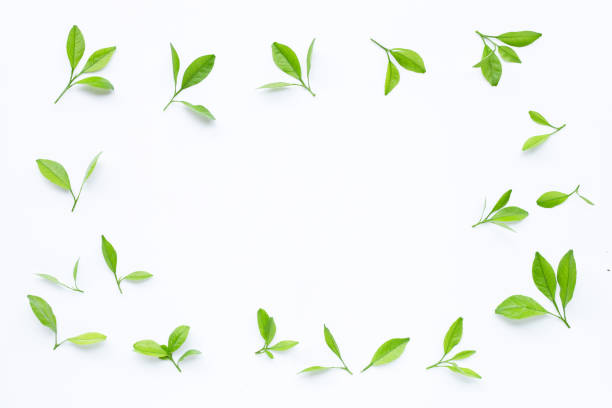 istock Frame made of citrus leaves on white background. Top view 1326903303