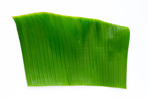 istock Tropical banana leaf on white background. 1326903414