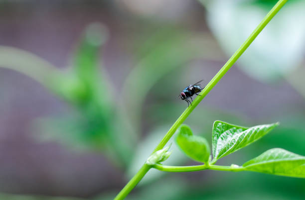 istock Common green bottle fly resting on a long bean tree branch 1326904719