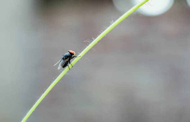 istock Common green bottle fly resting on a branch 1326904740