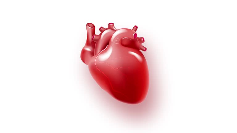 Beating Heart Animation Stock Videos and Royalty-Free Footage - iStock Beating Heart Animation Stock Videos and Royalty-Free Footage - iStock