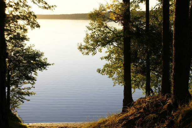istock Lake seen from the forest 1326905019