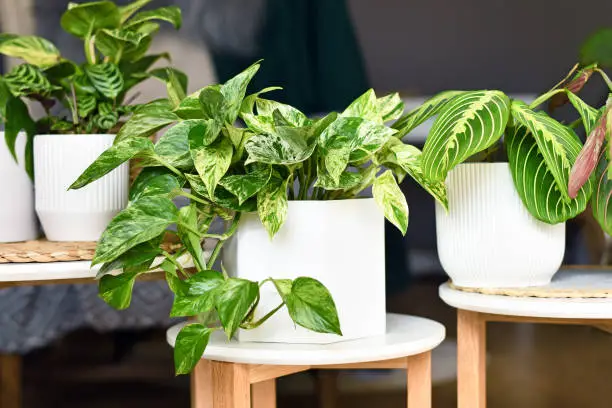 Photo of arious houseplants like pothos or prayer plant in flower pots on tables