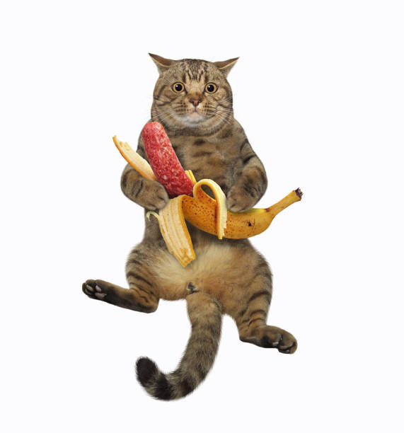 istock Cat with banana sausage 1326906675