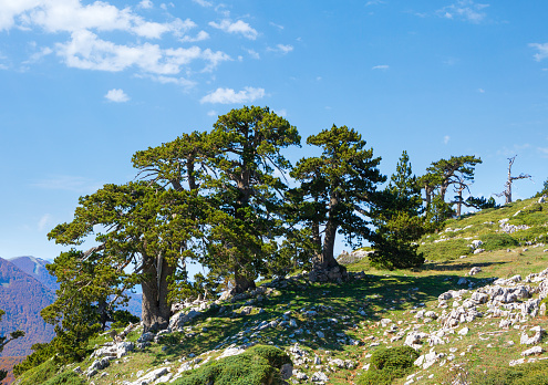 Pinos bosnios (Pino Loricato) en la cima de la montaña Serra di Crispo (Llamado Jardín de los Dioses), Parque Nacional Pollino, sur de las montañas de los Apeninos, Italia. photo