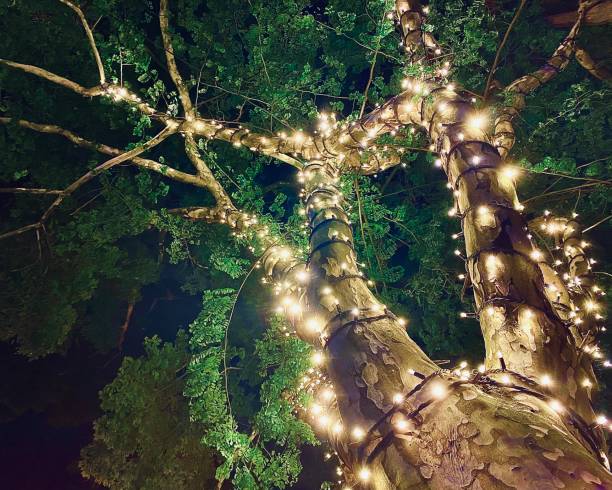 le luci delle fate stringa intorno all'albero di notte - tree lights foto e immagini stock