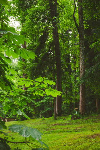 istock Green park on a rainy day 1326909249