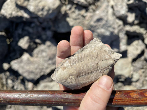 géologue tenant de près un marteau fossile et géologique - trilobite photos et images de collection