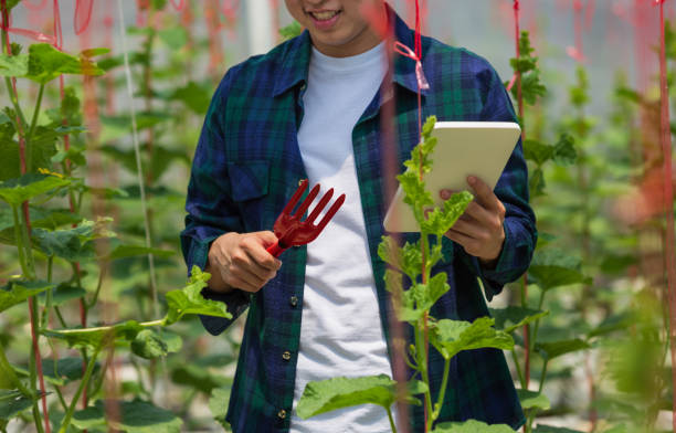 istock Smart farm, Farmer using tablet computer control agricultural system in green house brfore harvest. 1326910906