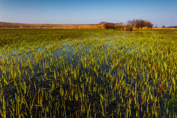 istock Spring at Warta river in Warta Landscape Park, Poland. 1326910962