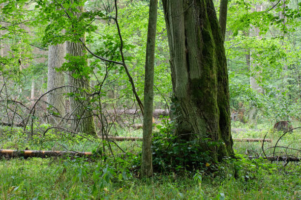 istock Old oaks in autumnal misty forest 1326911101