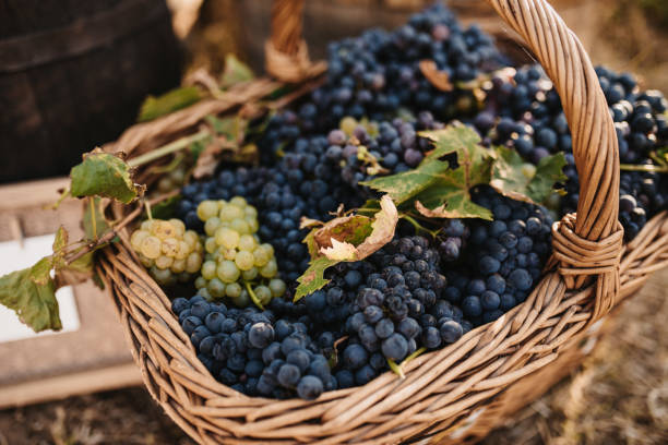 istock a basket of grapes 1326911821