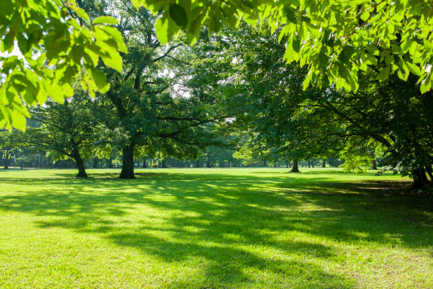 green garden banner public park stock pictures, royalty-free photos & images