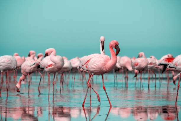 Wild african birds. Group birds of pink  flamingos  walking around the blue lagoon on a sunny day Wild african birds. Group birds of pink african flamingos  walking around the blue lagoon on a sunny day large group of animals photos stock pictures, royalty-free photos & images