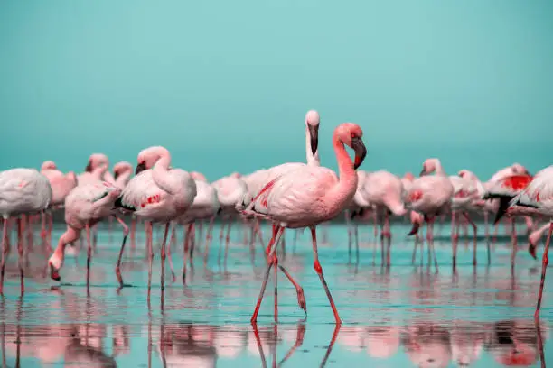 Photo of Wild african birds. Group birds of pink  flamingos  walking around the blue lagoon on a sunny day