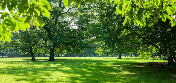 istock Banner image of garden 1326912050
